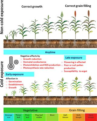 Responses of sorghum to cold stress: A review focused on molecular breeding